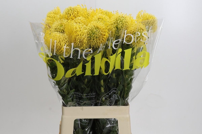 <h4>Nutans High Gold</h4>