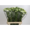 Scabiosa atropurpurea Focal Scoop White