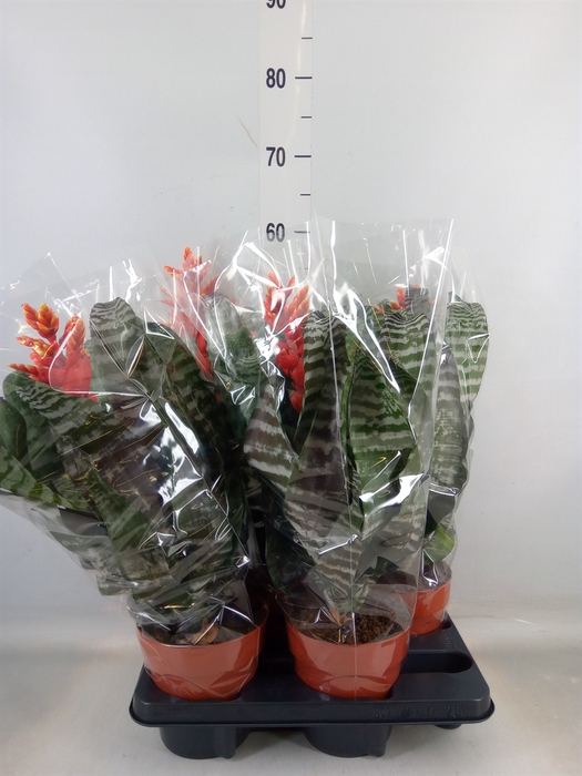 <h4>Aechmea   ...</h4>