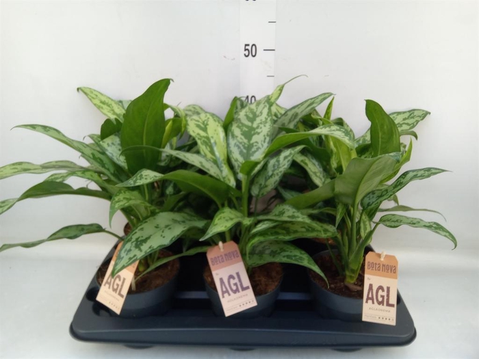 <h4>Aglaonema   ...</h4>