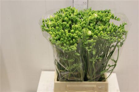 <h4>Fr Du Volante</h4>