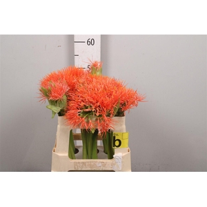 Scadoxus M King O Orange