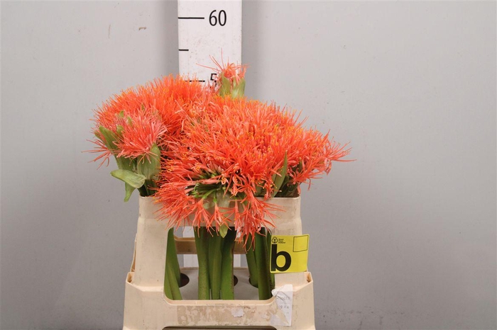 <h4>Scadoxus M King O Orange</h4>