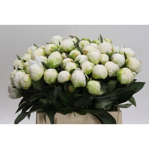 Paeonia Madame Claude Tain