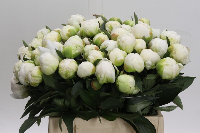 <h4>Paeonia Madame Claude Tain</h4>