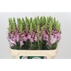 Antirrhinum Potomac Lavender