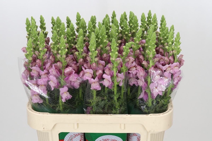 <h4>Antirrhinum Potomac Lavender</h4>