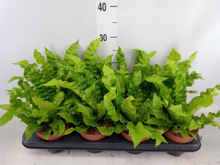 <h4>Asplenium nidus 'Crispy Wave'</h4>