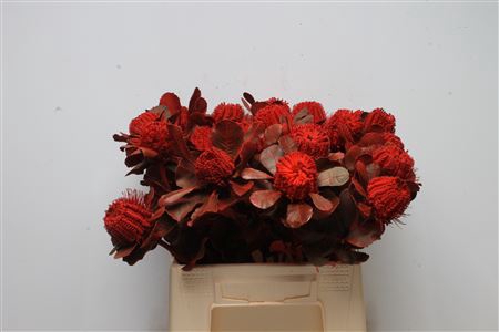 Banksia Coccinea Red