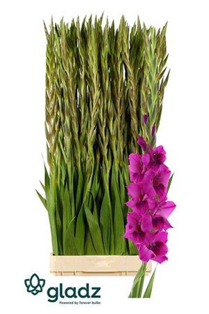 <h4>Glad Gr Mystic Magenta</h4>