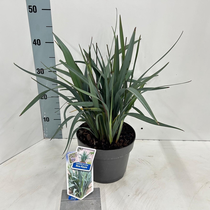 <h4>Dianella Blue Ripple ('D51'PBR)</h4>