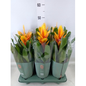 Vriesea 'Intenso Flame'