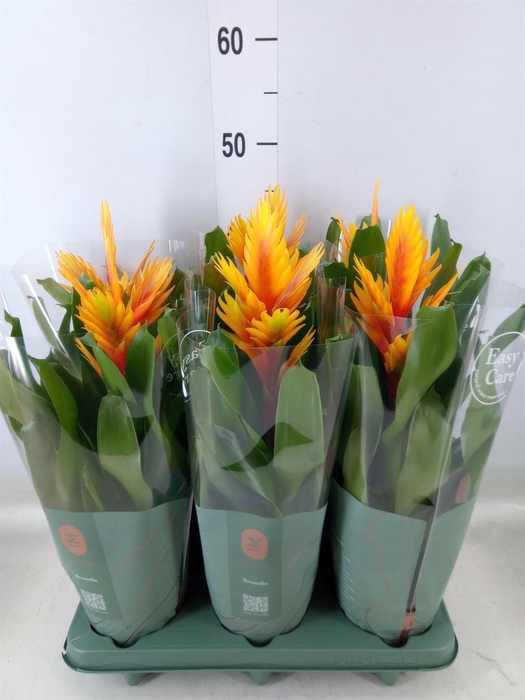 <h4>Vriesea  'Intenso Flame'</h4>