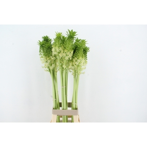 EUCOMIS P-E GOLIATH