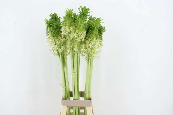 <h4>EUCOMIS P-E GOLIATH</h4>