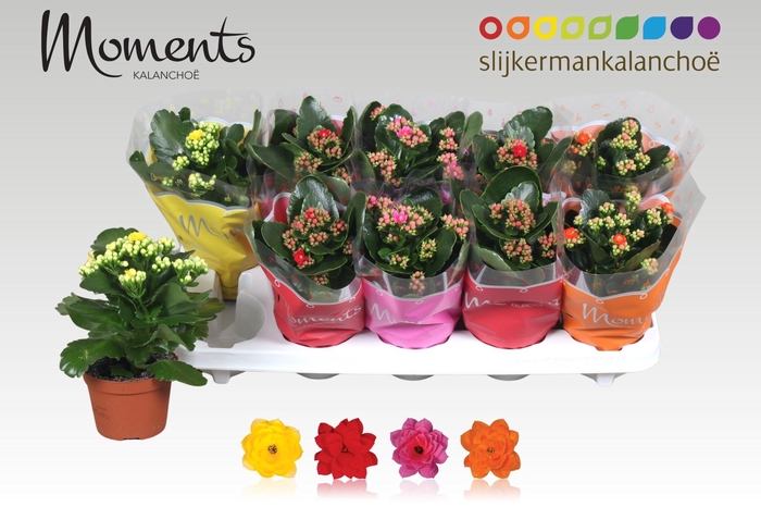 <h4>KAL GE GEM 4 KL</h4>