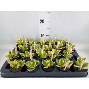 Peperomia obt. 'Obtipan Bicolor'