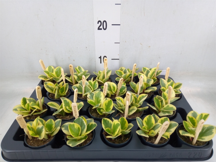 <h4>Peperomia obt. 'Obtipan Bicolor'</h4>