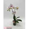 PHAL OV