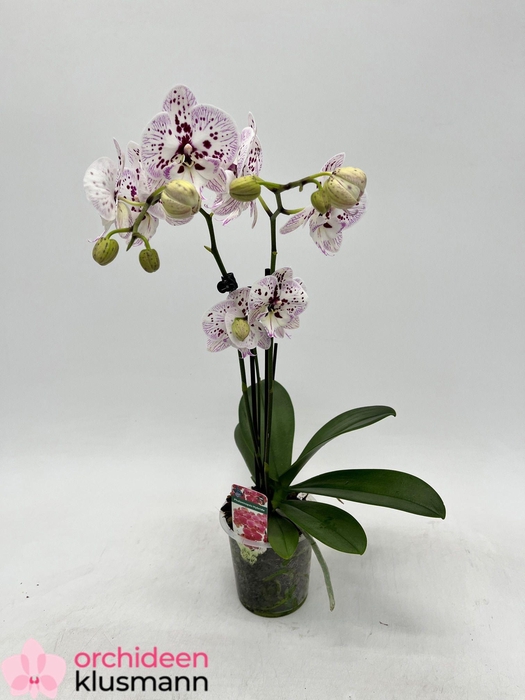 PHAL OV