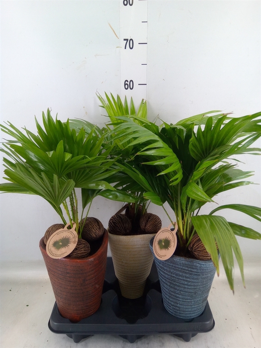 <h4>Livistona rotundifolia</h4>