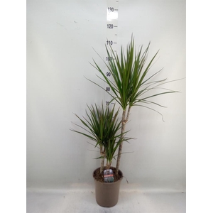 Dracaena marg.