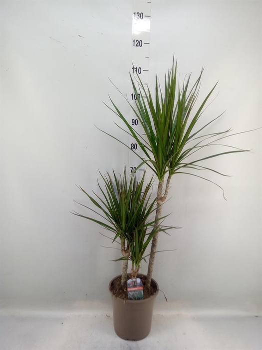 <h4>Dracaena marg.</h4>