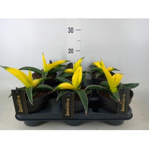 Sansevieria  'Star Canary'