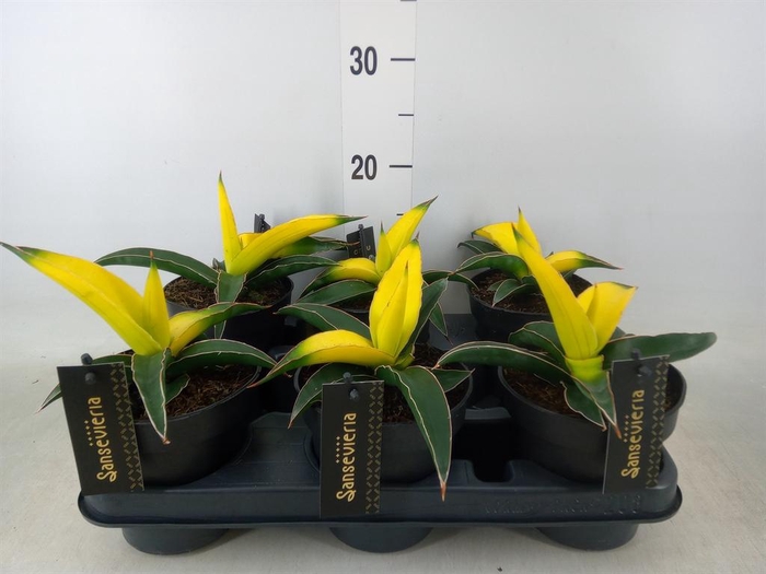 <h4>Sansevieria  'Star Canary'</h4>