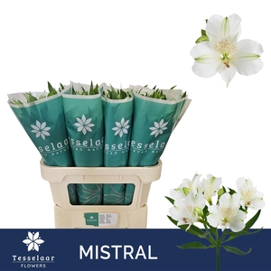 ALSTR MISTRAL