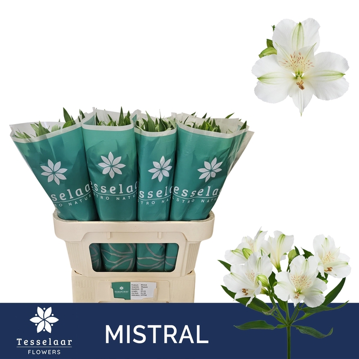 <h4>ALSTR MISTRAL</h4>