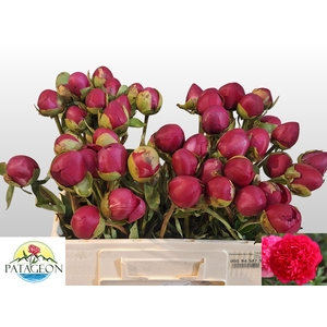 PAEO COM PERFORMANCE