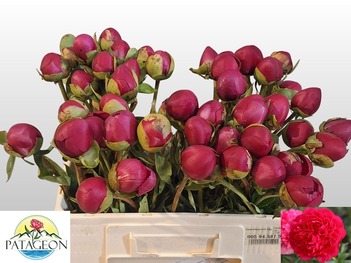 PAEO COM PERFORMANCE