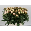 Paeonia Florence Nicholls