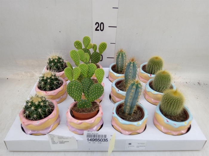 <h4>Cactus   ...</h4>