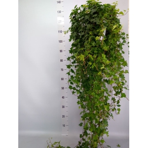 Hedera helix 'Pittsburgh'