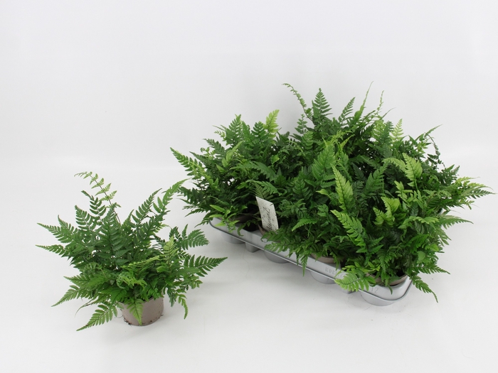 ATHYRIUM OV