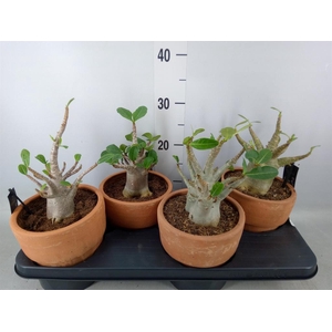 Adenium NB 'Ansu Baobab'