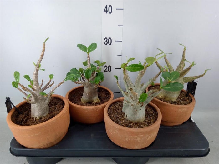 <h4>Adenium NB 'Ansu Baobab'</h4>