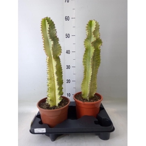 Euphorbia ingens 'Variegata'