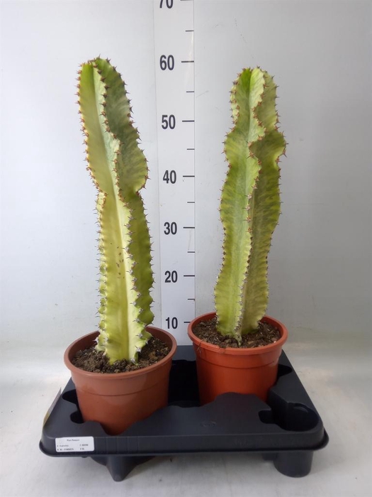 <h4>Euphorbia ingens 'Variegata'</h4>