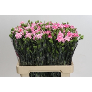 Dianthus Sp Tessino Cherry