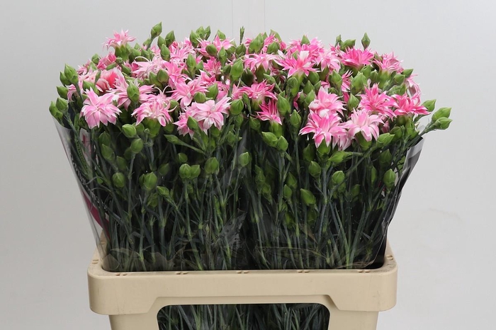 <h4>Dianthus Sp Tessino Cherry</h4>