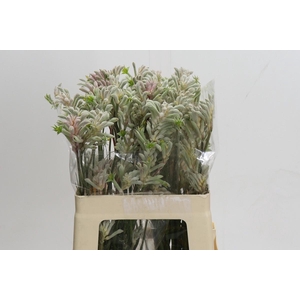 Anigozanthos Bush Diamond