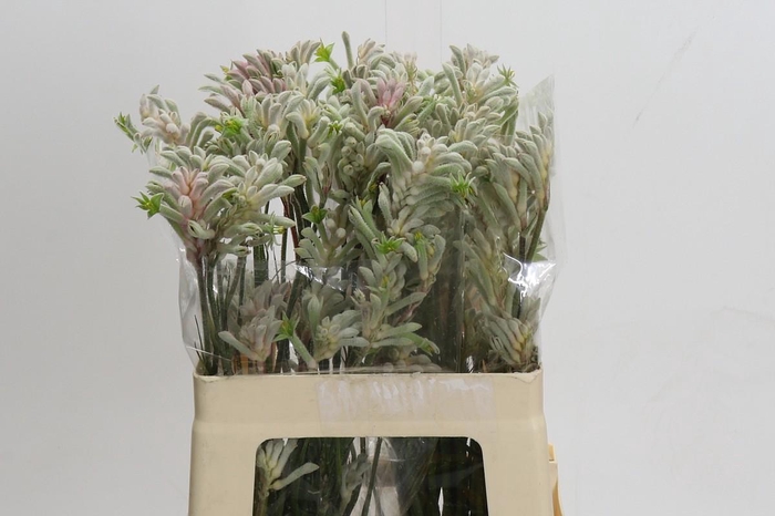 <h4>Anigozanthos Bush Diamond</h4>