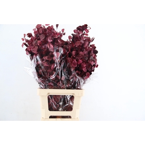 DF Lunaria Bs Bordeaux
