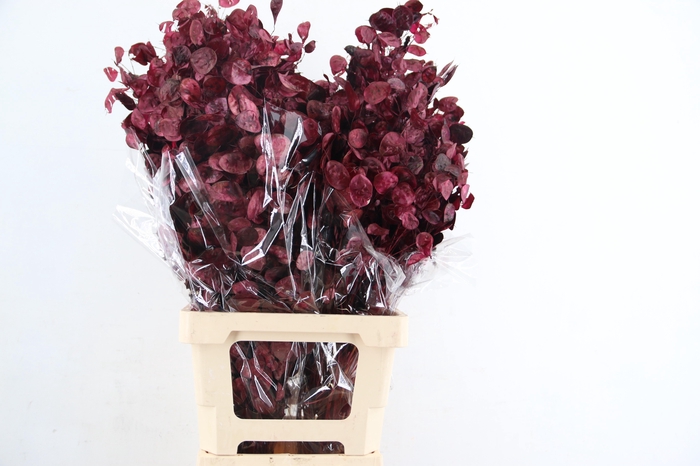 <h4>DF Lunaria Bs Bordeaux</h4>