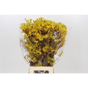 Anigozanthos Yellow Gem