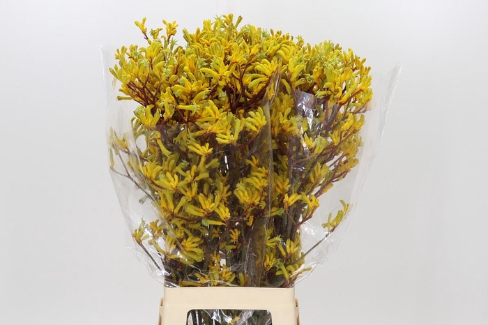 <h4>Anigozanthos Yellow Gem</h4>