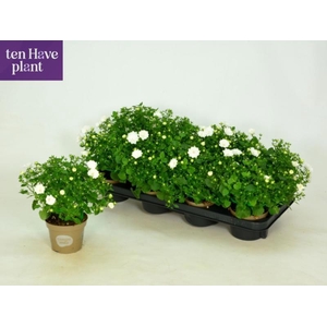 CAMP IS DUBLIN WHITE